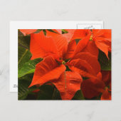 Poinsettia Postkarte (Vorne/Hinten)