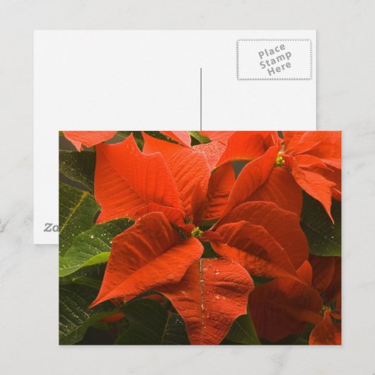 Poinsettia Postkarte (Vorne/Hinten)