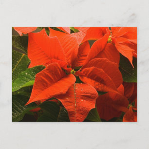Poinsettia Postkarte