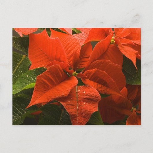 Poinsettia Postkarte (Vorderseite)