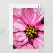 Poinsettia Postkarte (Vorne/Hinten)