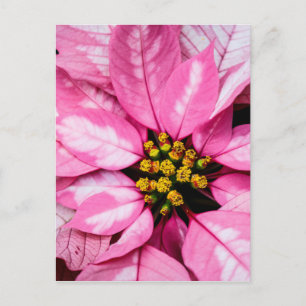 Poinsettia Postkarte