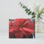 Poinsettia Postkarte (Stehend Vorderseite)