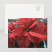 Poinsettia Postkarte (Vorne/Hinten)