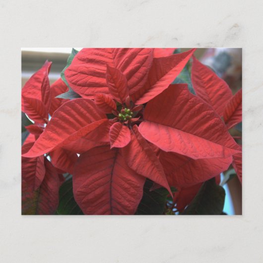 Poinsettia Postkarte (Vorderseite)