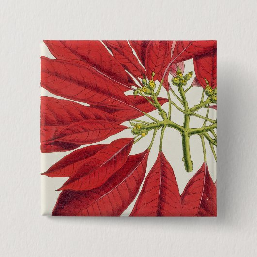 Poinsettia Pulcherrima (Farbelitho) Button (Vorderseite)