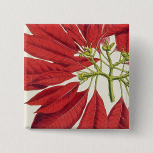Poinsettia Pulcherrima (Farbelitho) Button