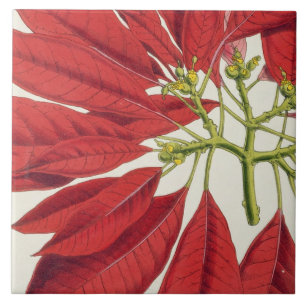 Poinsettia Pulcherrima (Farbelitho) Fliese