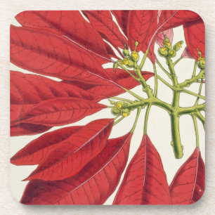 Poinsettia Pulcherrima (Farbelitho) Untersetzer