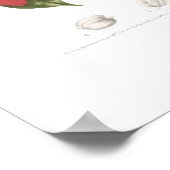 Poinsettia pulcherrima poster (Ecke)