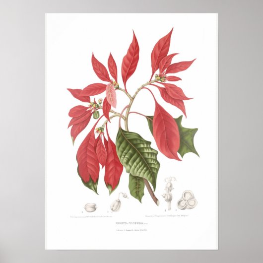 Poinsettia pulcherrima poster (Vorne)