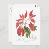Poinsettia pulcherrima postkarte (Vorne/Hinten)