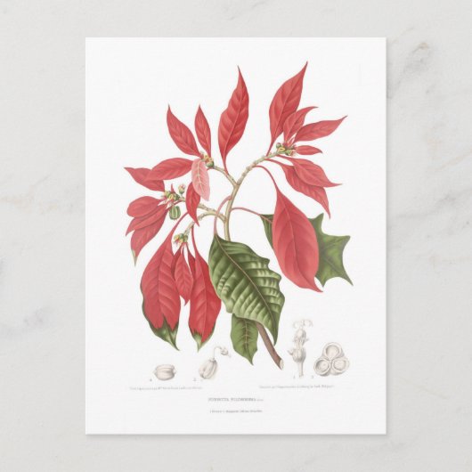 Poinsettia pulcherrima postkarte (Vorderseite)