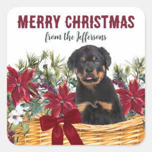 Poinsettia Rottweiler Dog Weihnachtskorb Quadratischer Aufkleber