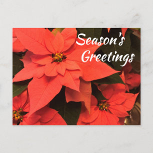 Poinsettia Saisongrüße Postkarte