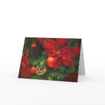 Poinsettia-Schönheit