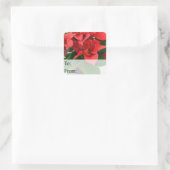 Poinsettia Weihnachtsgeschenk-Tag Quadratischer Aufkleber (Tasche)