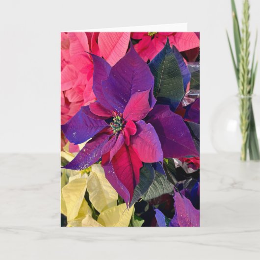 Poinsettias Magic Karte (Vorderseite)