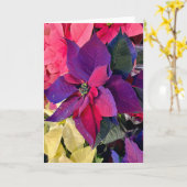 Poinsettias Magic Karte (Gelbe Blume)