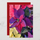 Poinsettias Magie Feiertagskarte (Vorne/Hinten)