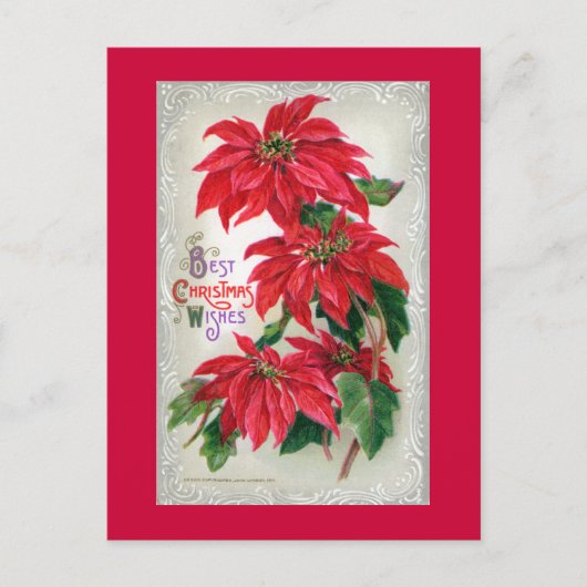 Poinsettias Postcard Postkarte (Vorderseite)