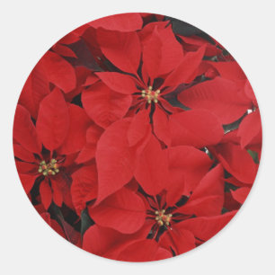 Poinsettias zu Weihnachten Runder Aufkleber