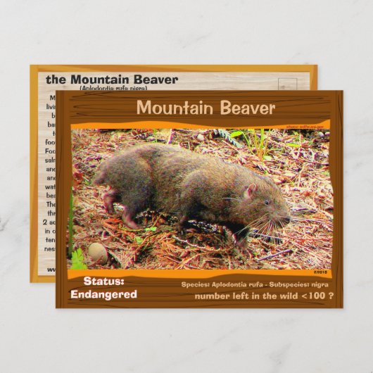 Point Arena Mountain Biber gefährdet - - - Postkarte (Vorne/Hinten)