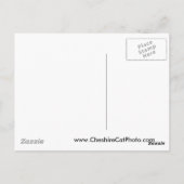 Point Bonita Light California Products Postkarte (Rückseite)