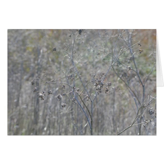 Point Reyes, Ca (Vorderseite (Horizontal))