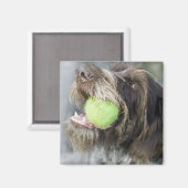 Pointer Hund beißt Tennisball, nah-up Magnet (Vorderseite/Rückseite)