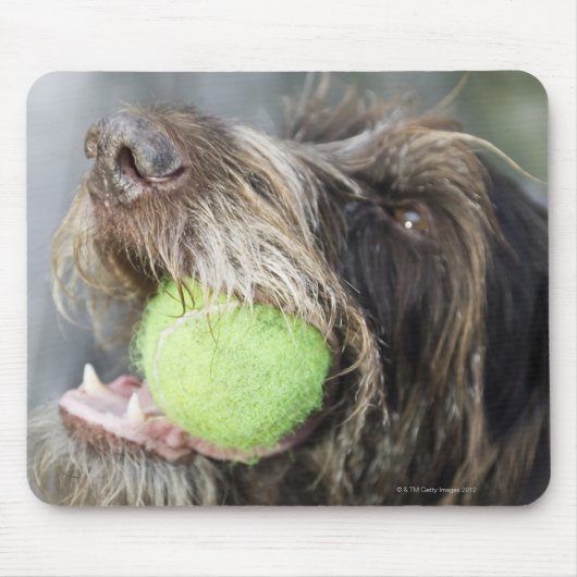 Pointer Hund beißt Tennisball, nah-up Mousepad (Vorne)