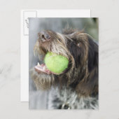 Pointer Hund beißt Tennisball, nah-up Postkarte (Vorne/Hinten)