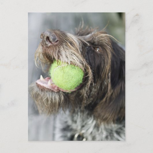 Pointer Hund beißt Tennisball, nah-up Postkarte (Vorderseite)