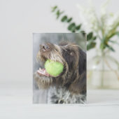 Pointer Hund beißt Tennisball, nah-up Postkarte (Stehend Vorderseite)