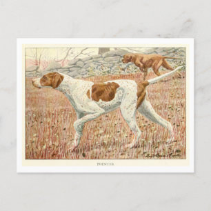 Pointer-Hunde-Postkarte Postkarte