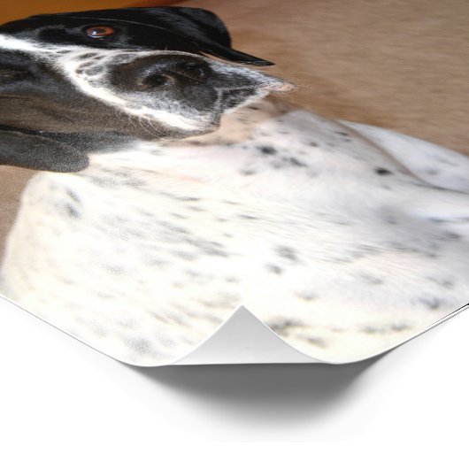 Pointer Pride Fotodruck (Ecke)