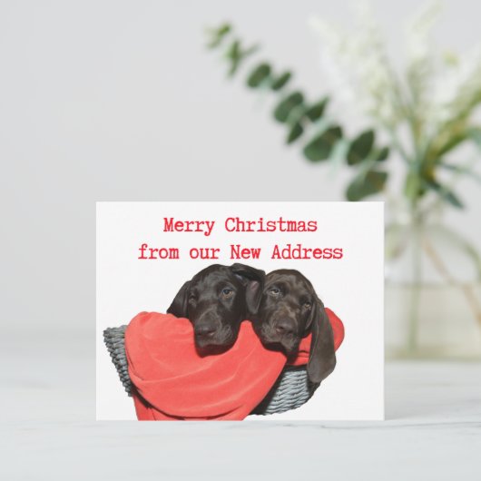 Pointer Sisters New Address Christmas Postkarte (Stehend Vorderseite)