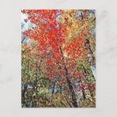 Pointillismus Postkarte (Vorderseite)