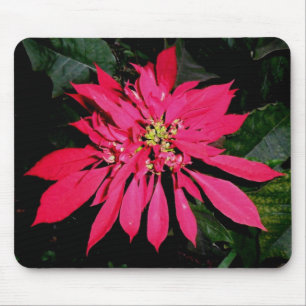 Pointsettia 3 mousepad
