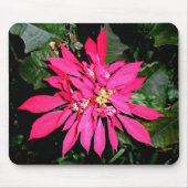 Pointsettia 5 mousepad (Vorne)