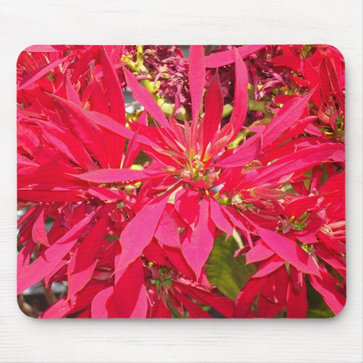 Pointsettias in San Diego Mousepad (Vorne)