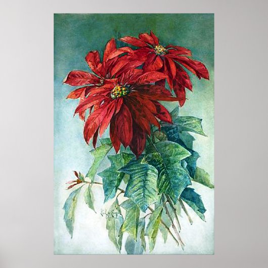Pointsettias Watercolor Kunstdruckerei Poster (Vorne)