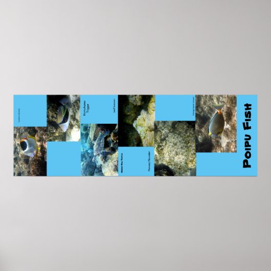 Poipu Fish Poster (Vorne)