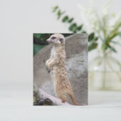 Poised Meerkat Postcard Postkarte (Stehend Vorderseite)