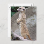 Poised Meerkat Postcard Postkarte (Vorne/Hinten)