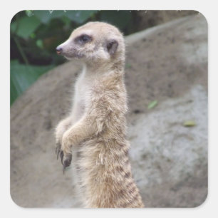 Poised Meerkat Stickers