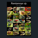 Poison Dart Frog Species From The Genus Ranitomeya Poster<br><div class="desc">Poison dart frog species from the genus Ranitomeya. Small animals from the Amazon rain forest in Peru,  Ecuador,  Brazil and Colombia. Jewels of the tropical jungle a variation in color and pattern.</div>
