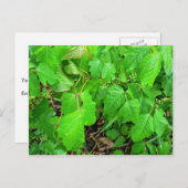 Poison ivy postkarte (Vorne/Hinten)
