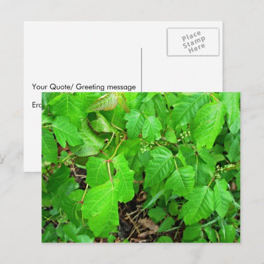 Poison ivy postkarte (Vorne/Hinten)