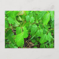 Poison ivy
